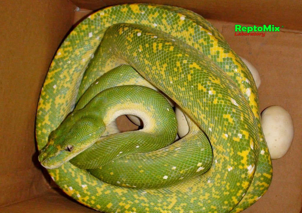 Зелёный питон (Aru x Biak var."Lemon Tree") Morelia viridis (Aru x Biak var."Lemon Tree")