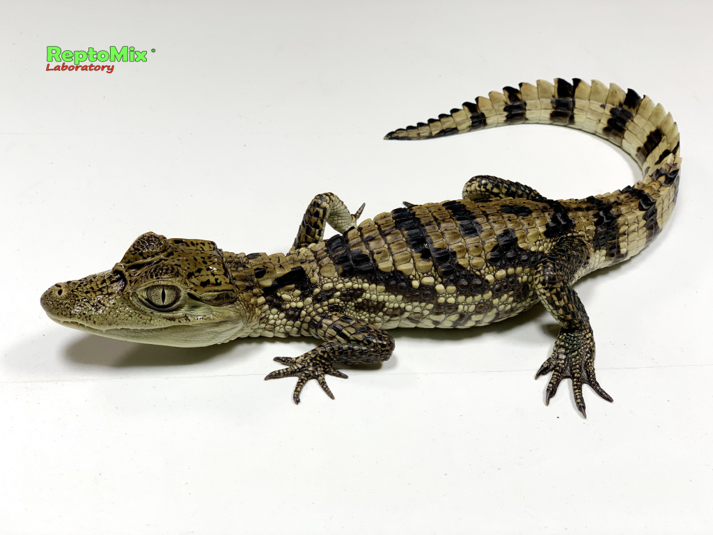 Крокодиловый кайман Caiman crocodilus