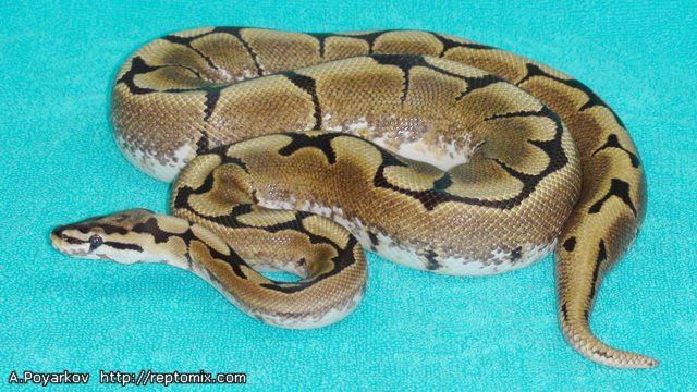 Королевский питон Python regius Spider