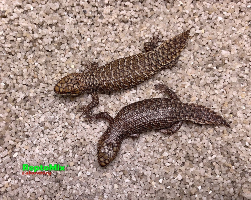  Egernia stokesii самка