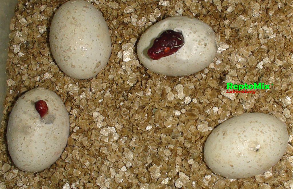 Зелёный питон Morelia viridis (Lereh)