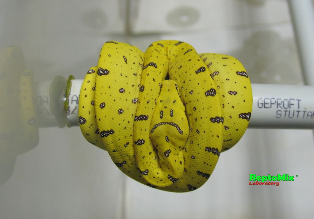 Зелёный питон Morelia viridis (Merauke) 