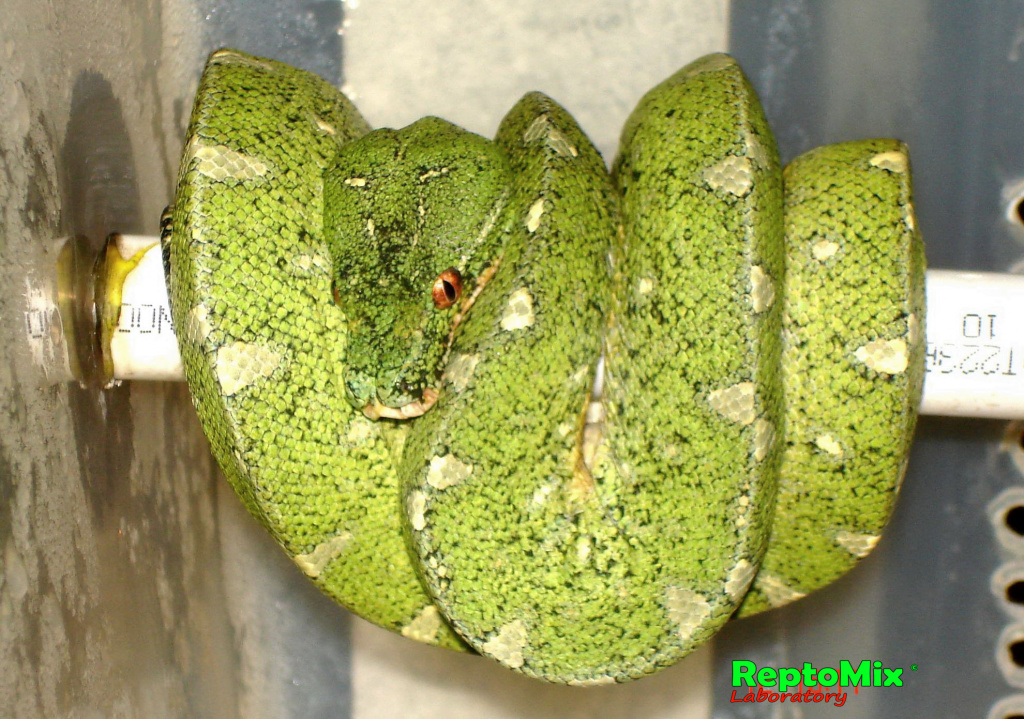 Зелёный питон локалитет Arfak Morelia viridis (Arfak)