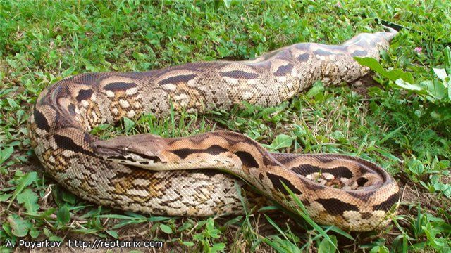Мадагаскарский земляной удав Acrantophis madagascariensis 