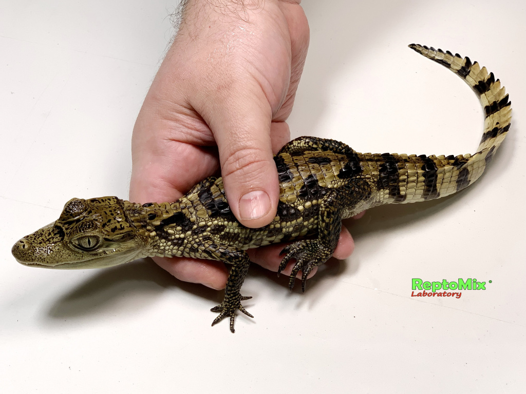 Крокодиловый кайман Caiman crocodilus