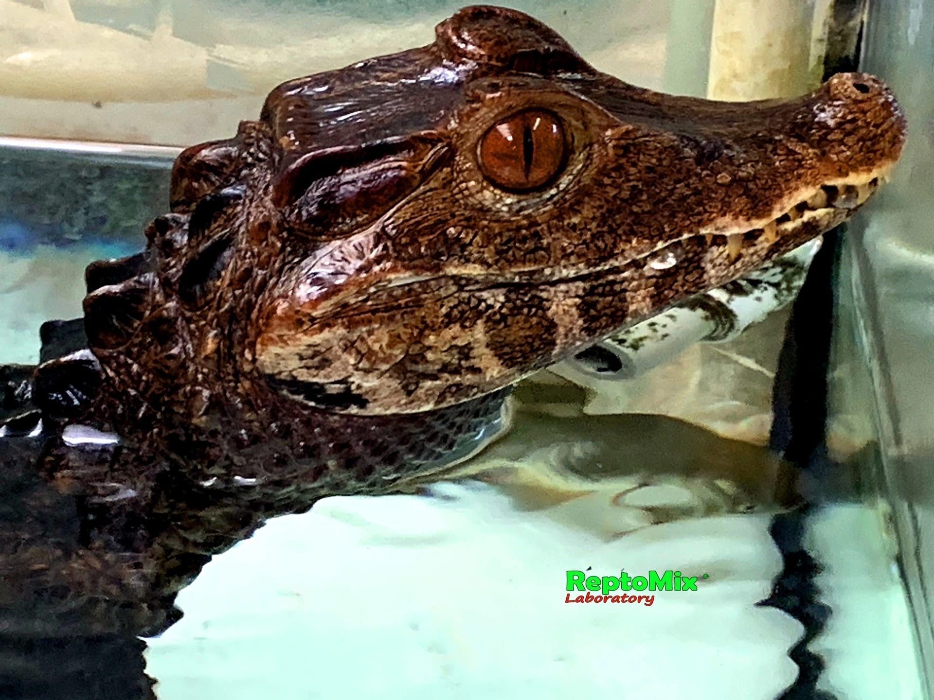 Гладколобый кайман Кювье Paleosuchus palpebrosus