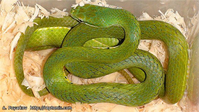 Зеленый полоз Rhadinophis prasinus