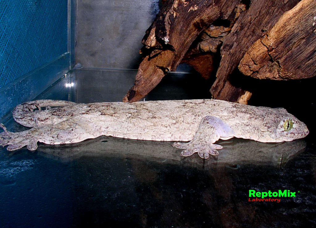 Геккон с острова Хальмахера Gehyra marginata