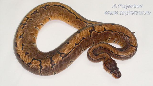 Королевский питон Python regius Pinstripe