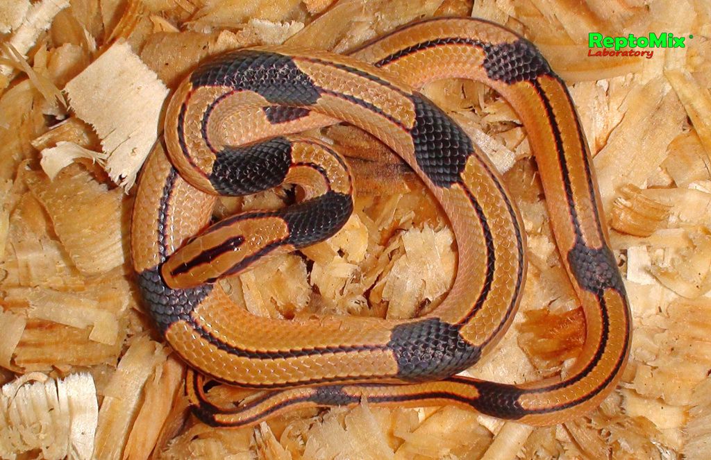 Бамбуковый полоз Oreophis porphyraceus vaillanti