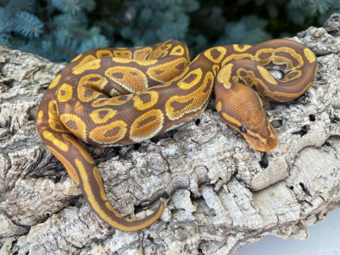 Купить королевский питон python regius ultramel, большой выбор и полезная информация по содержанию - Питомник экзотических Животных "ReptoMix Laboratory"