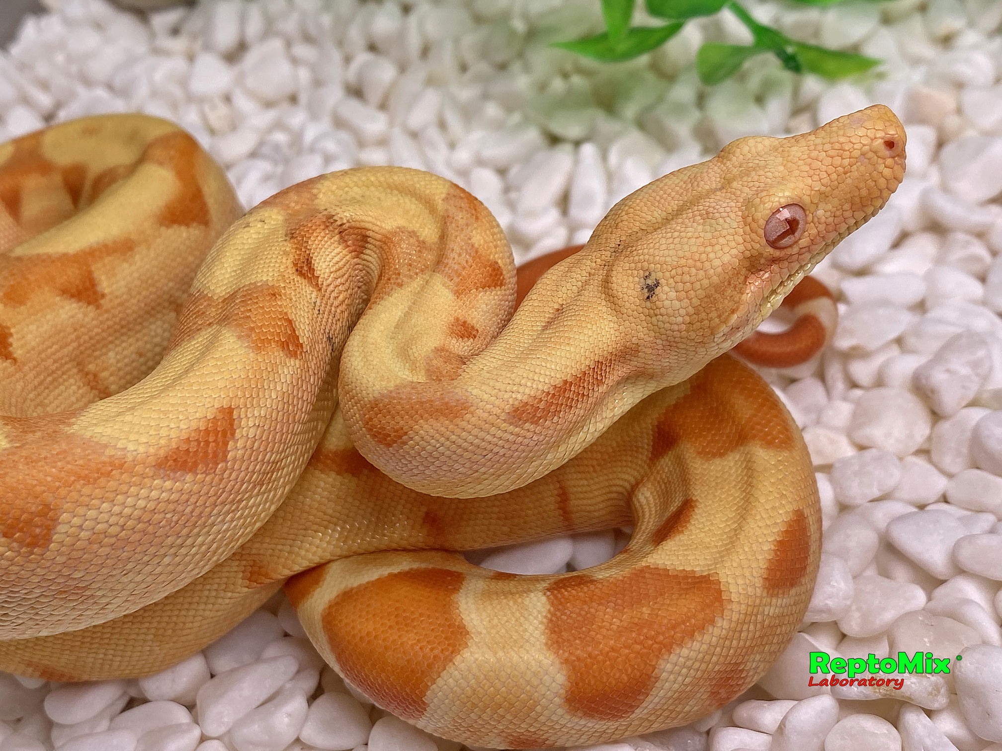 BCI SalmonHypo Sanglow (Kahl)