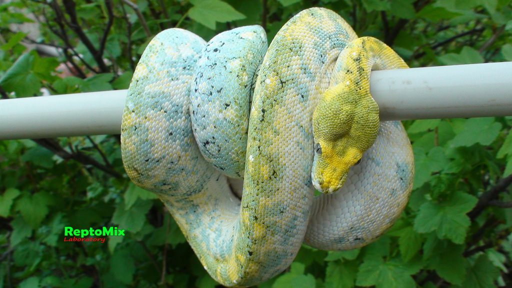 Зелёный питон с о.Биак Morelia viridis (Biak)