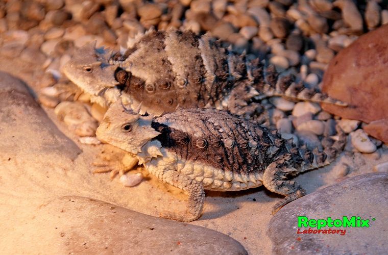 Гиганская жабовидная ящерица Phrynosoma asio 
