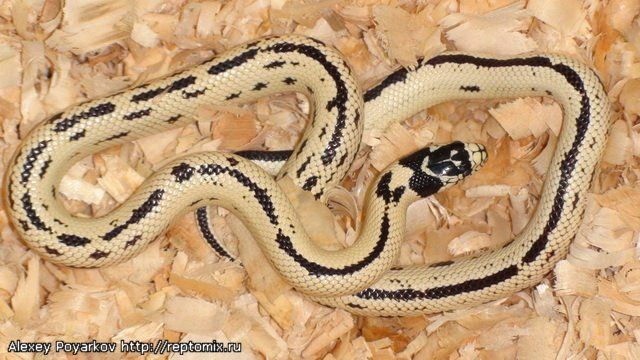 Калифорнийская королевская змея Lampropeltis getulus californiae Banded & Highyellow