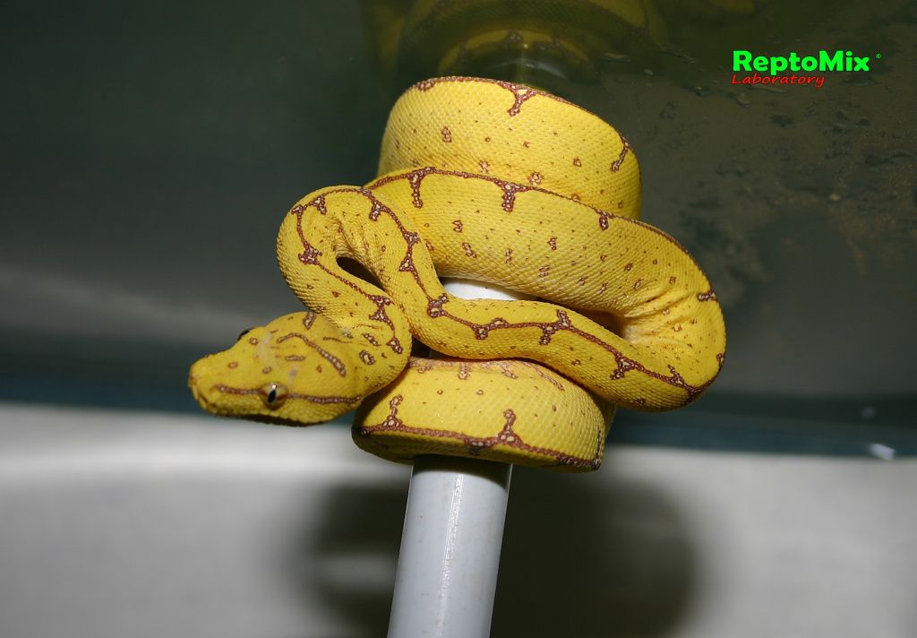 Зелёный питон Morelia viridis (Merauke) 