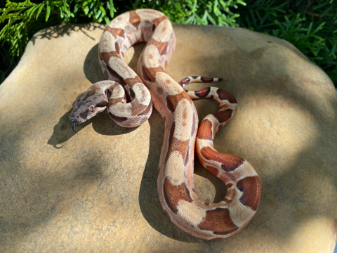 Купить удав императорский bci hypo в Москве, большой выбор красивых змей, ручные рептилии . Змея простая в кормлении, легко содержать дома. | Питомник экзотических Животных "ReptoMix Laboratory"