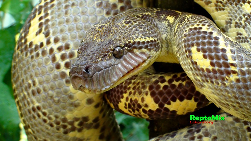 Мадагаскарский древесный удав  Sanzinia volontany