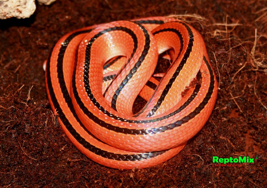 Бамбуковый полоз Oreophis porphyraceus coxi 