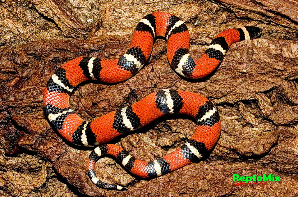 Молочная змея  Lampropeltis triangulum annullata