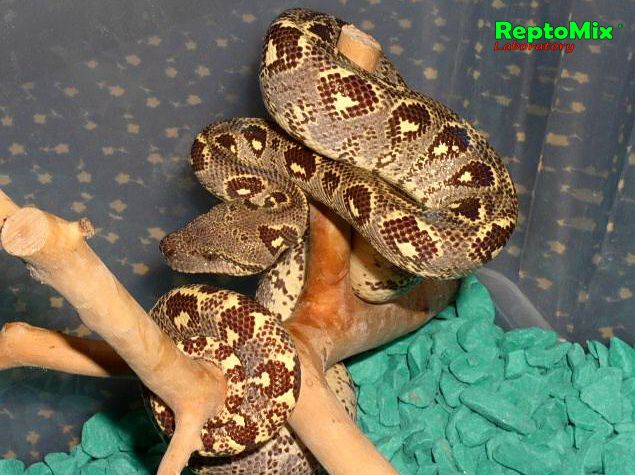 Мадагаскарский древесный удав  Sanzinia volontany