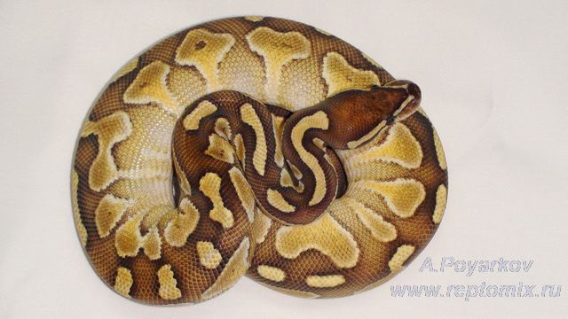 Королевский питон Python regius Lesser