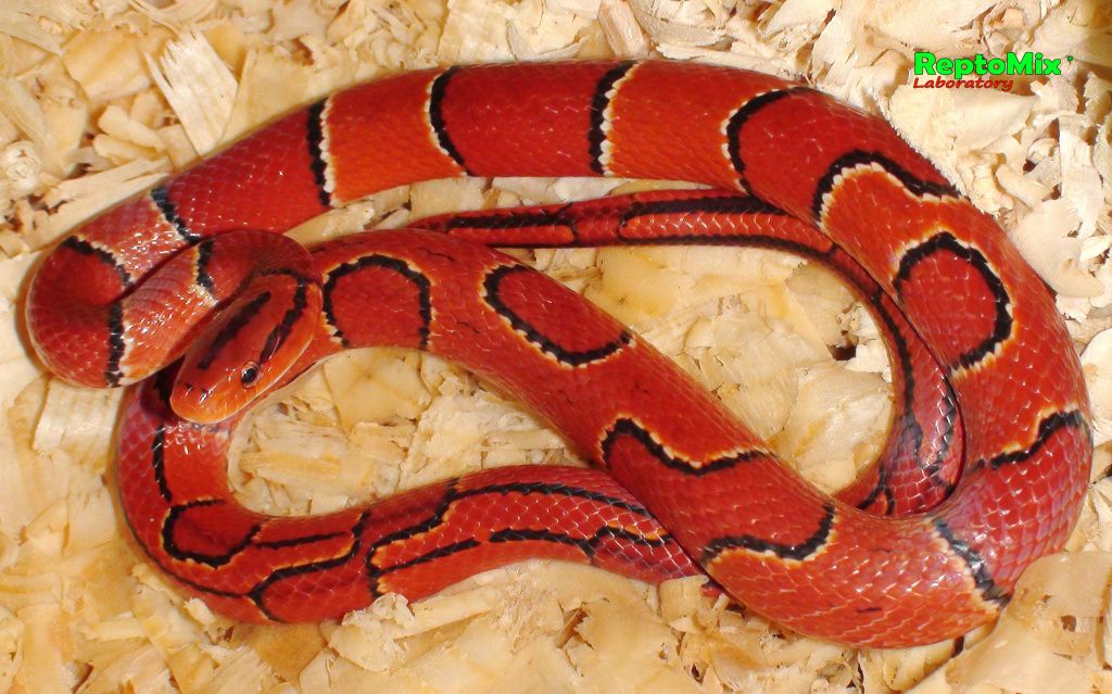 Бамбуковый полоз Малазийский Oreophis porphyraceus laticinctus Cameron highlands (Malaysia)