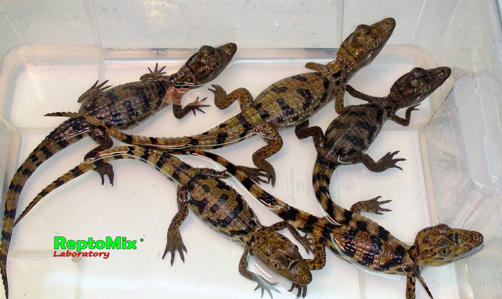 Крокодиловый кайман Caiman crocodilus