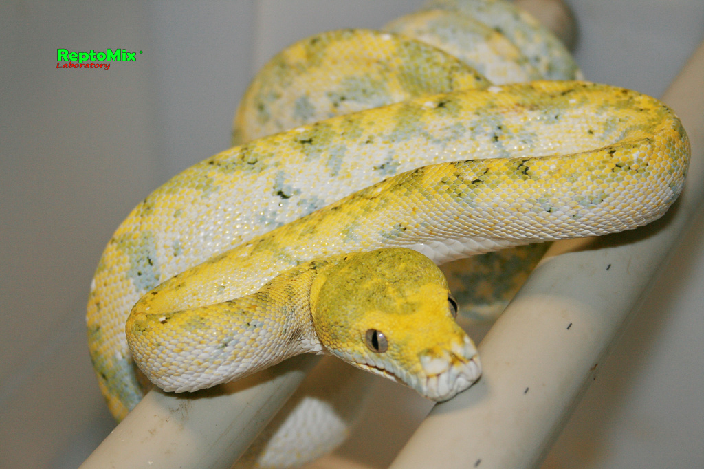 Зелёный питон с о.Биак Morelia viridis (Biak)