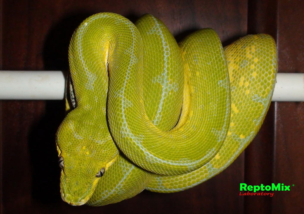 Зелёный питон Morelia viridis (Sorong) 