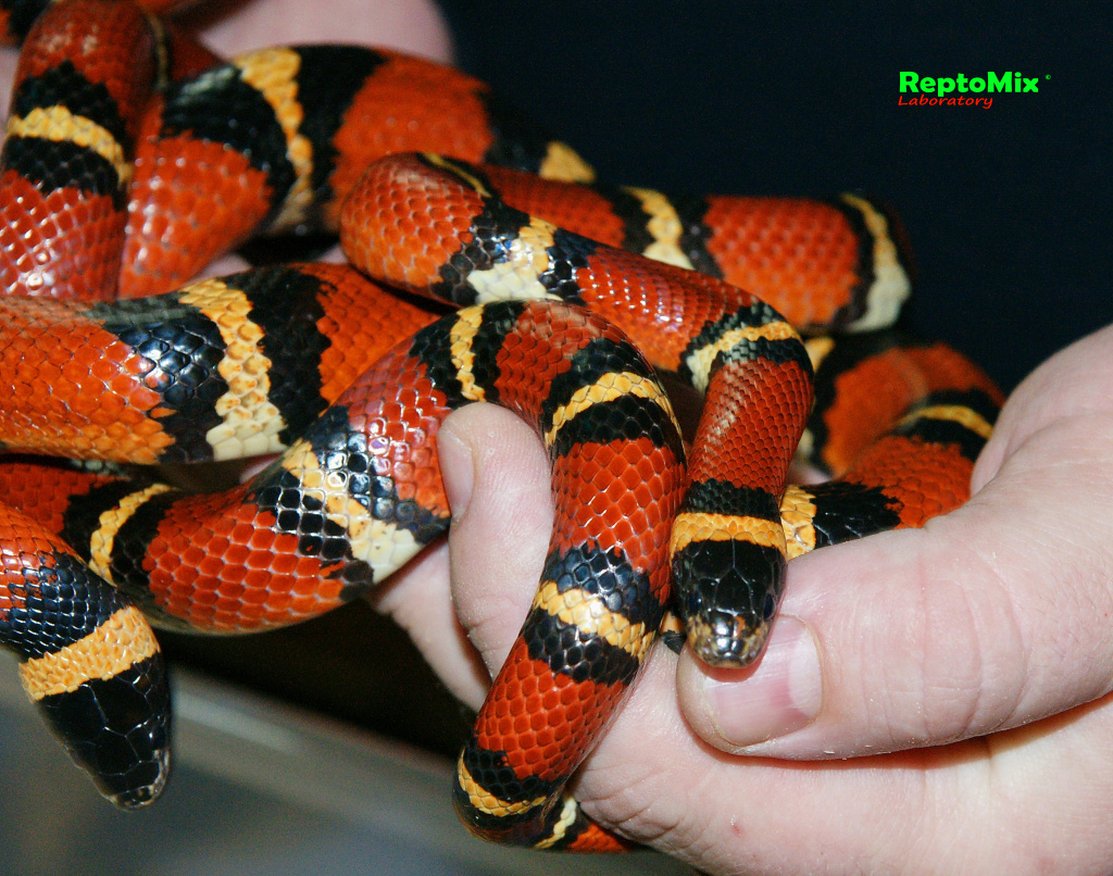 Молочная змея  Lampropeltis triangulum annullata