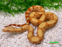 Купить бронь  bci salmonhypo sanglow (kahl) в Москве, большой выбор красивых змей, ручные рептилии . Змея простая в кормлении, легко содержать дома. | Питомник экзотических Животных "ReptoMix Laboratory"