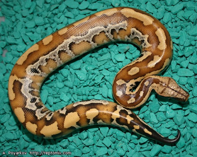 Короткохвостый питон Python сurtus brongersmai (Northen Sumatra) 