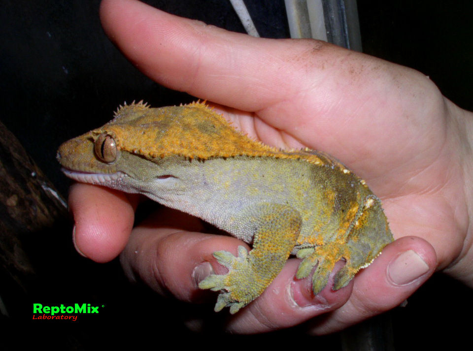 Новокаледонский реснитчатый геккон Rhacodactylus ciliatus