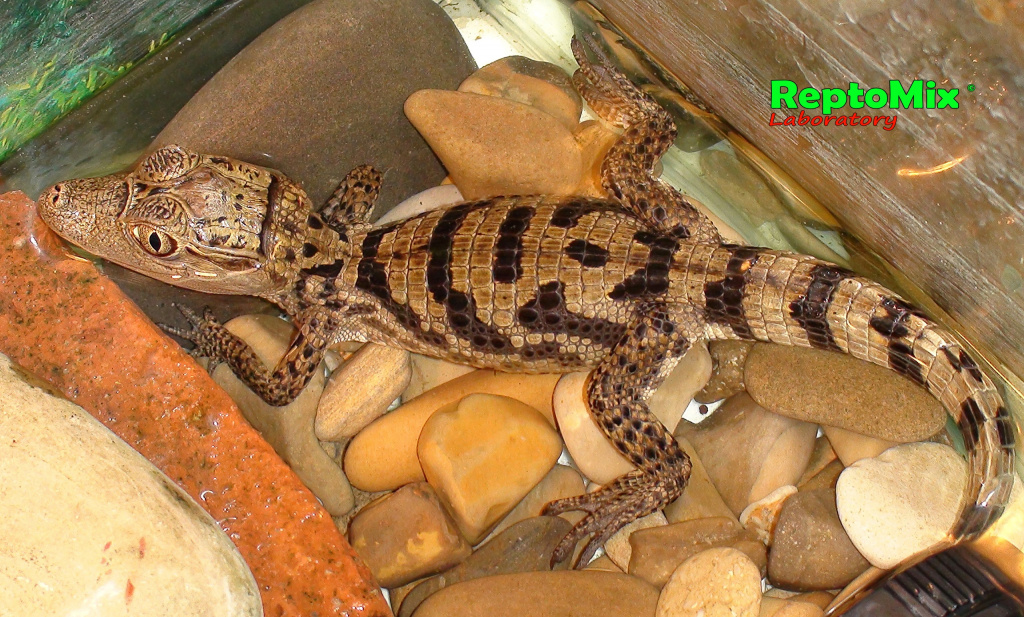 Крокодиловый кайман Caiman crocodilus