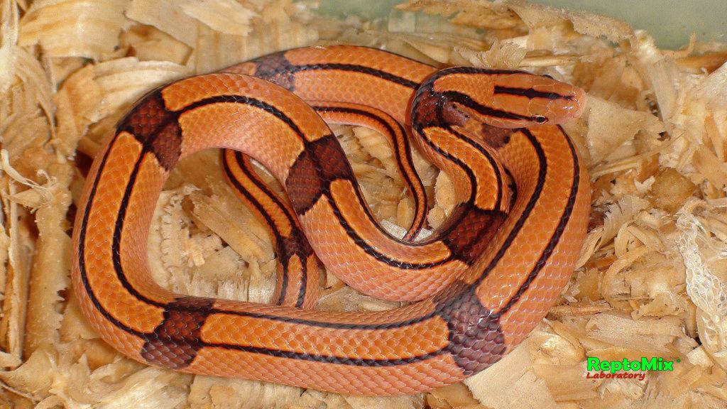 Бамбуковый полоз Oreophis porphyraceus vaillanti