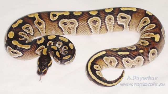 Королевский питон Python regius Mojave