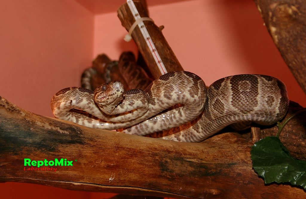 Садовый удав Corallus hortulanus enydris