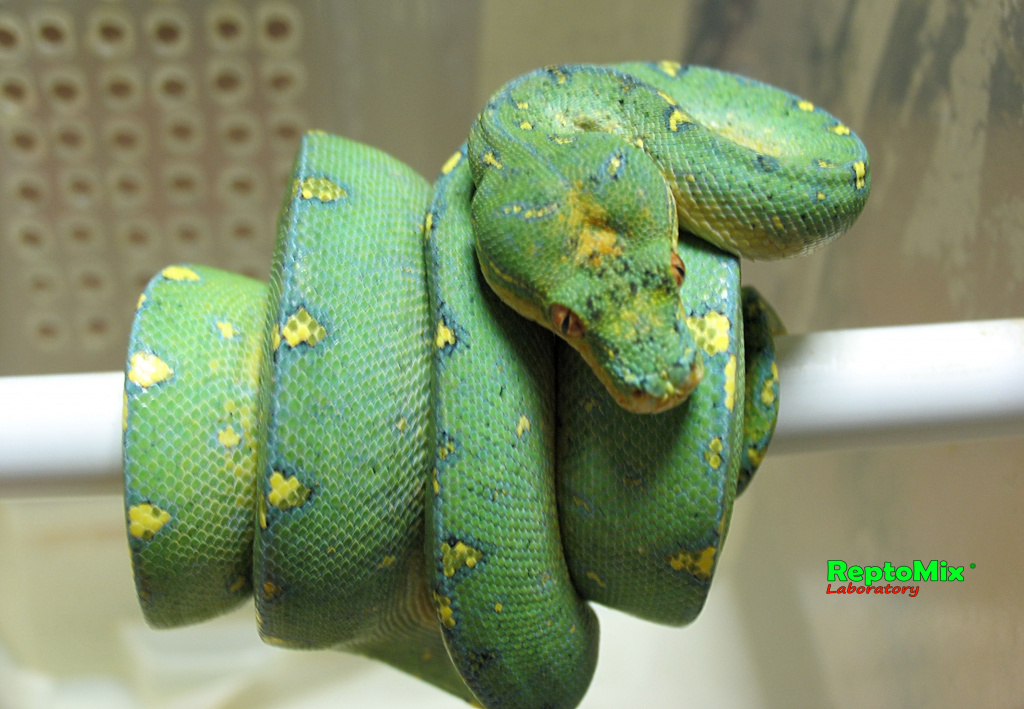 Зелёный питон локалитет Arfak Morelia viridis (Arfak)