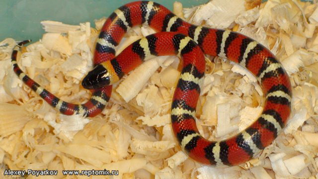 Молочная змея  Lampropeltis triangulum annullata