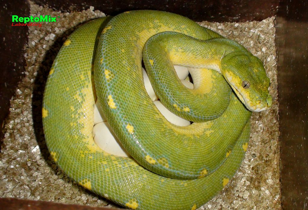 Зелёный питон Morelia viridis (Sorong) 