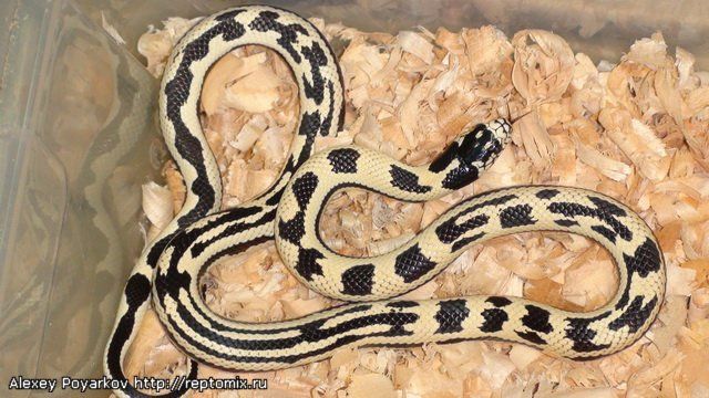 Калифорнийская королевская змея Lampropeltis getulus californiae Banded & Highyellow