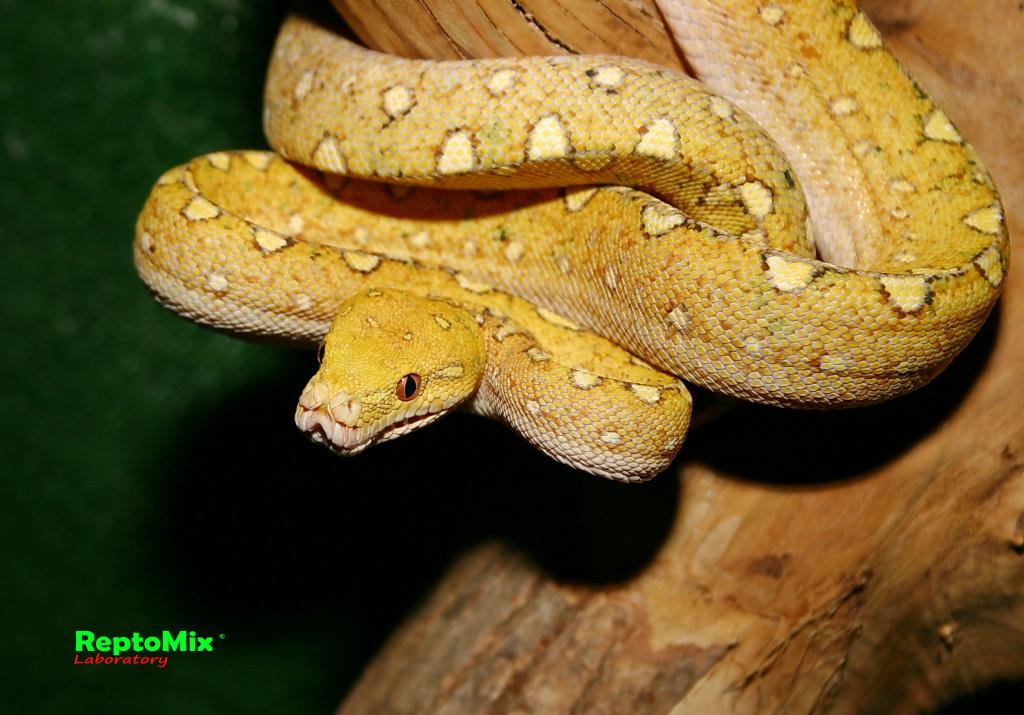 Зелёный питон с о.Биак Morelia viridis (Biak)