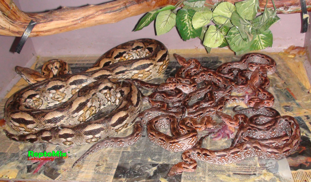 Мадагаскарский земляной удав Acrantophis madagascariensis 