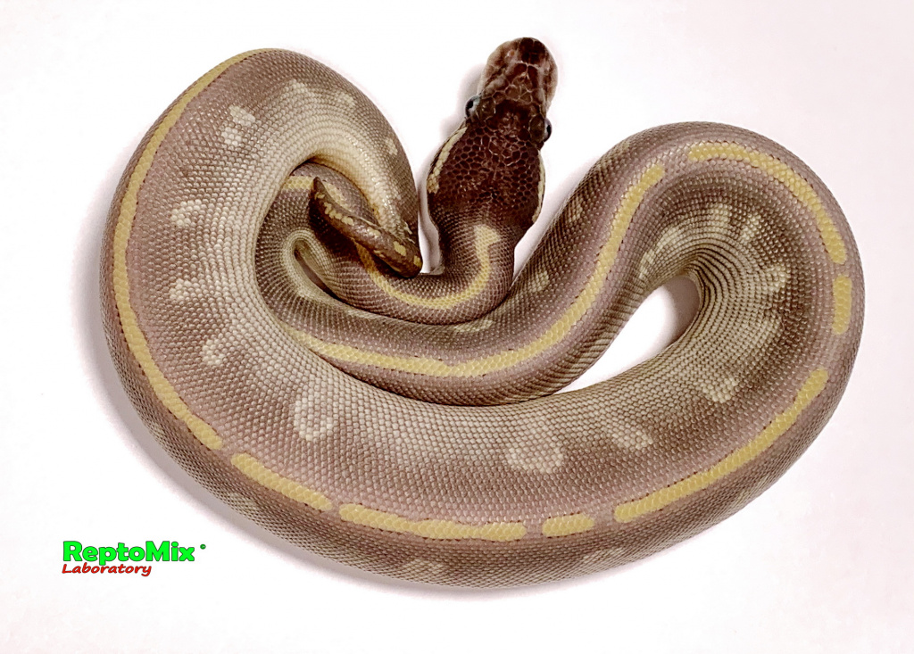 Королевский питон Python regius Purple Passion (Phantom,Mojave)