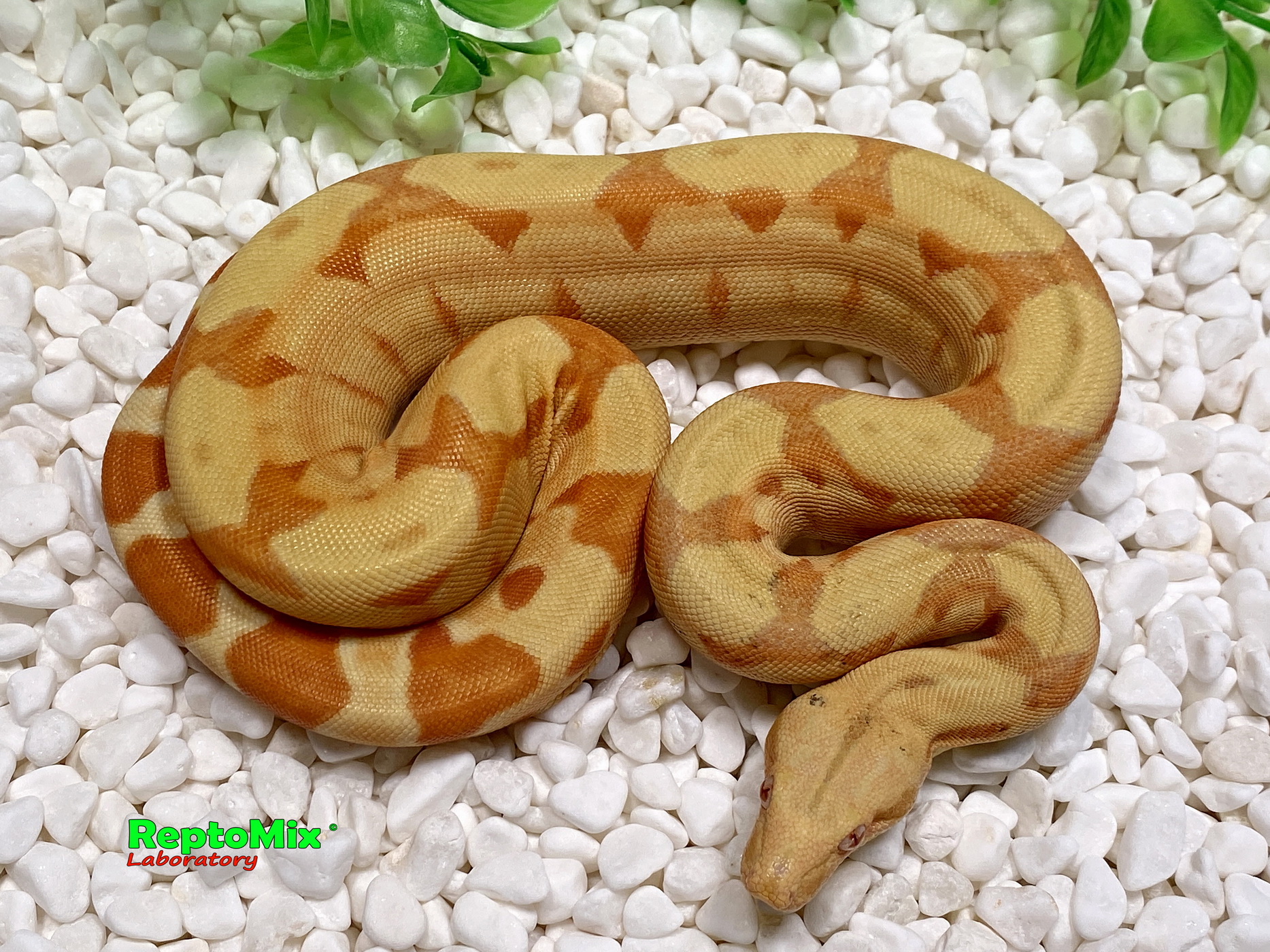 BCI SalmonHypo Sanglow (Kahl)