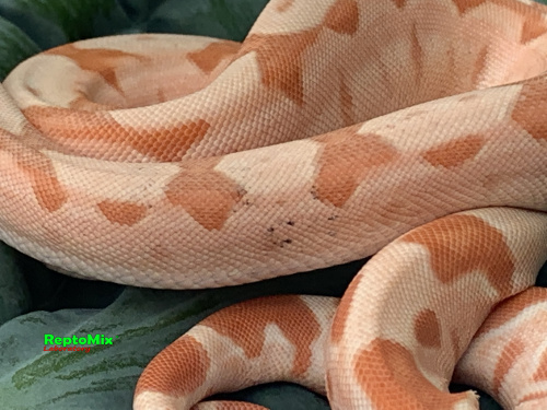 BCI SalmonHypo Sanglow (Kahl)