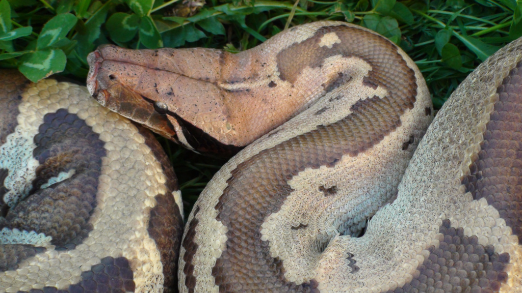 Короткохвостый питон Python сurtus brongersmai (Northen Sumatra) 