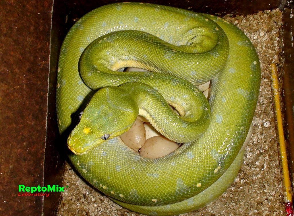 Зелёный питон Morelia viridis (Merauke) 