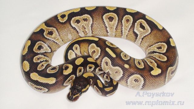 Королевский питон Python regius Mojave